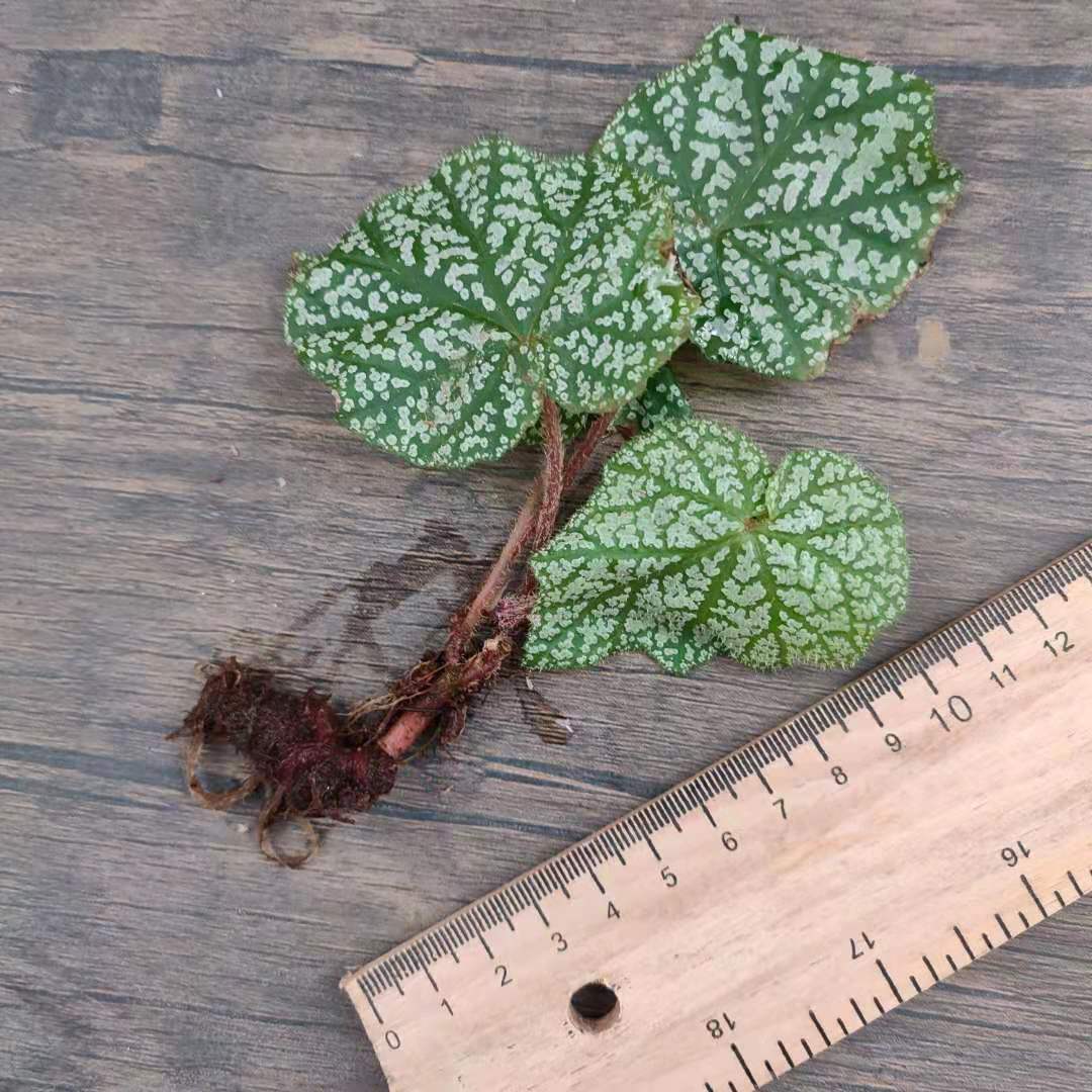 Begonia sp