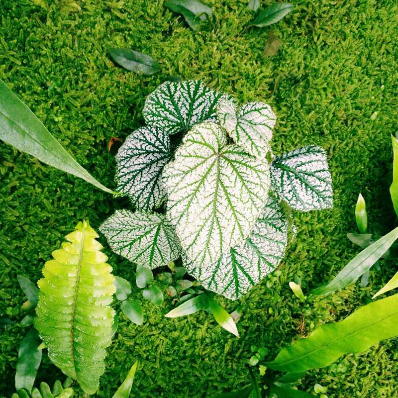 Begonia sp