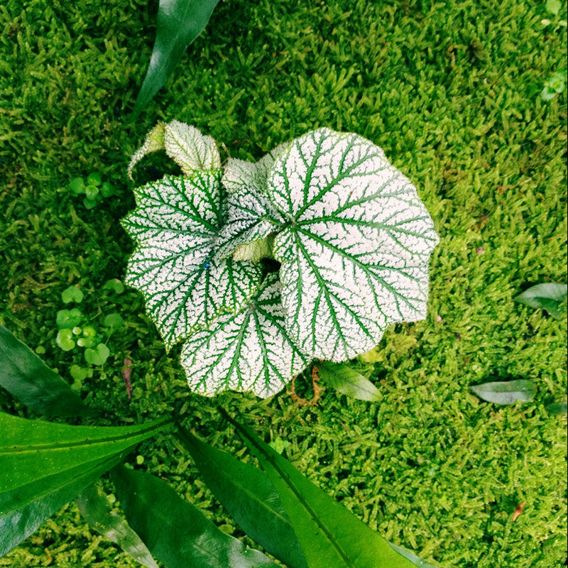 Begonia sp