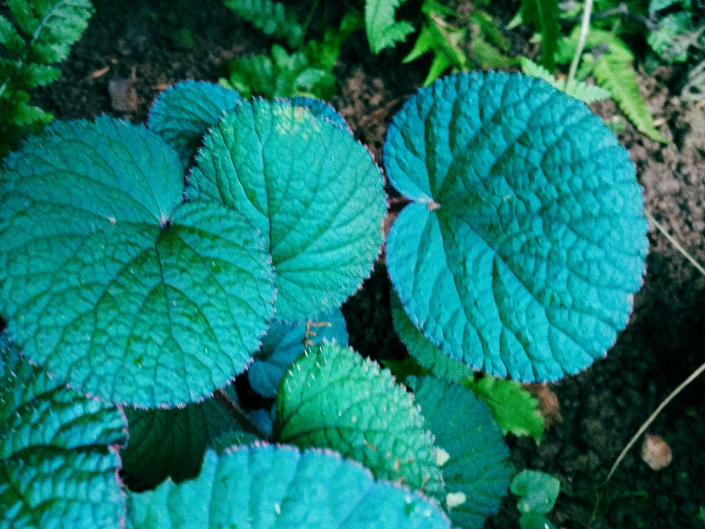 Begonia sp (Blue)