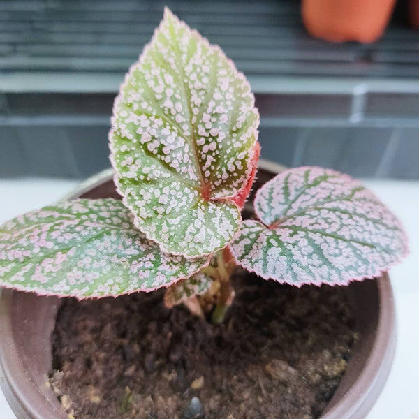 Begonia U062