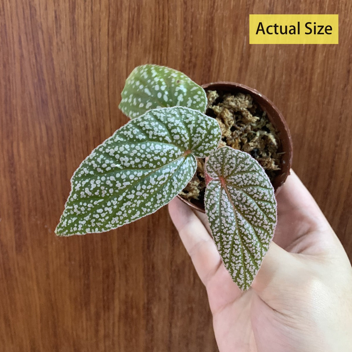 Begonia U062