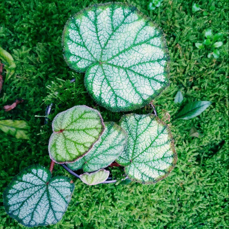 Begonia sp ( Red )