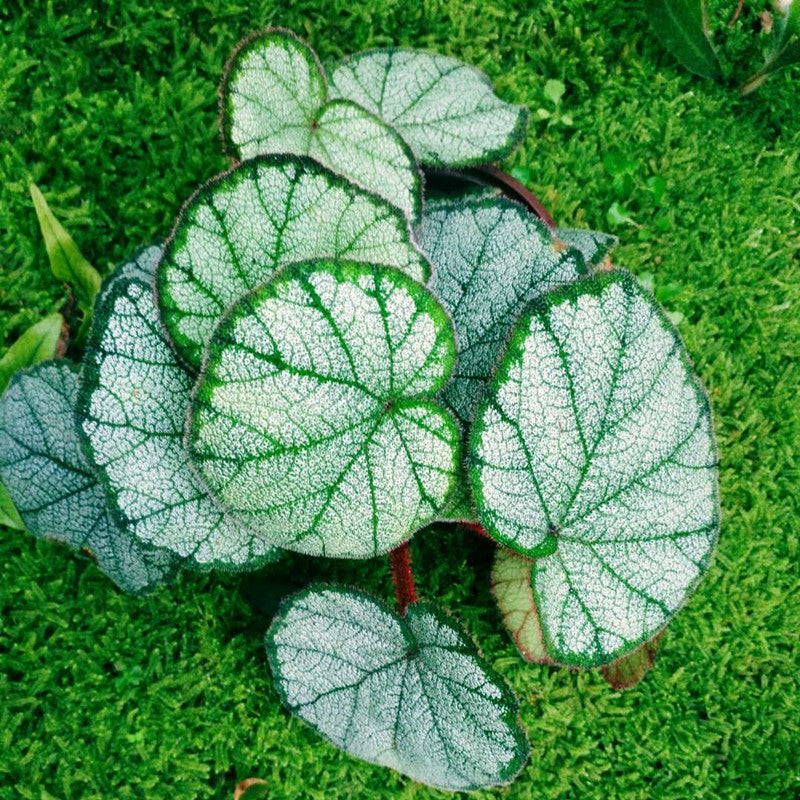 Begonia sp ( Red )