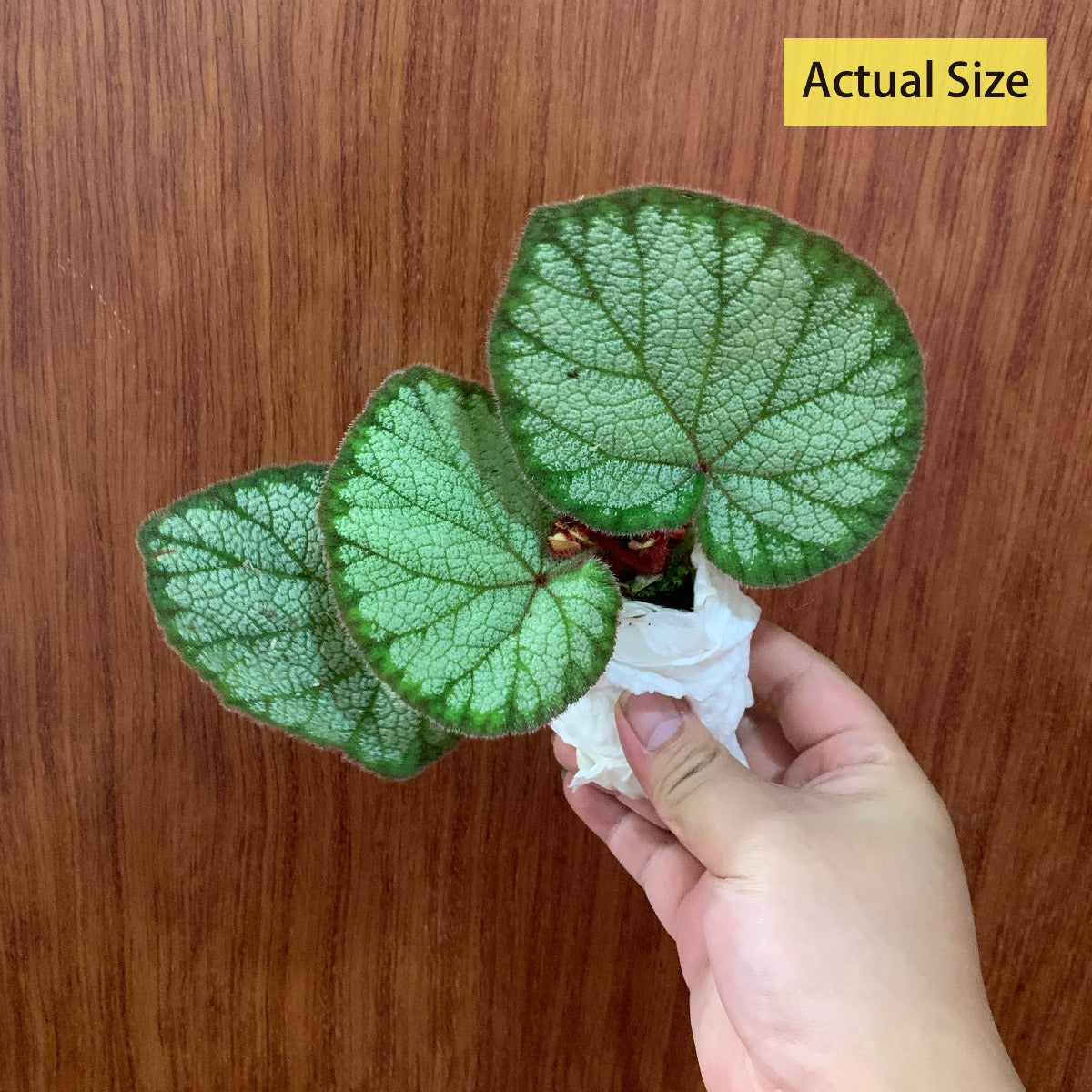 Begonia sp ( Red )
