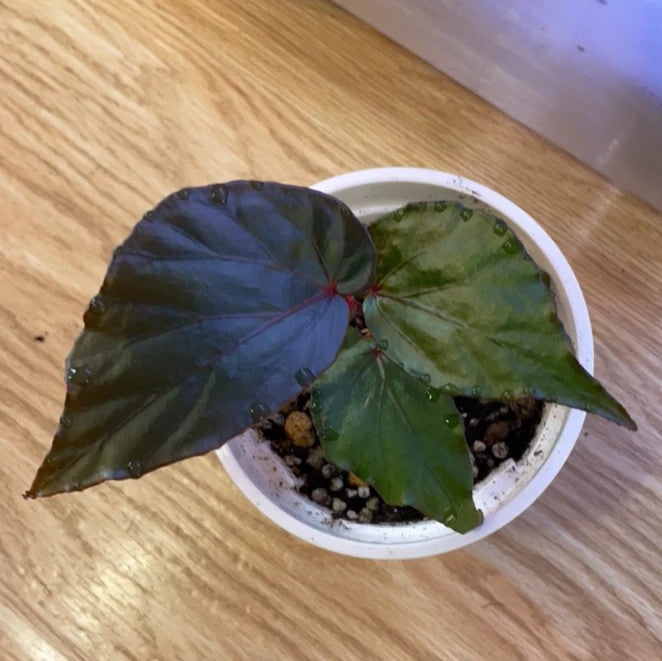 Begonia sp Tenuyuk Kalimantan Barat
