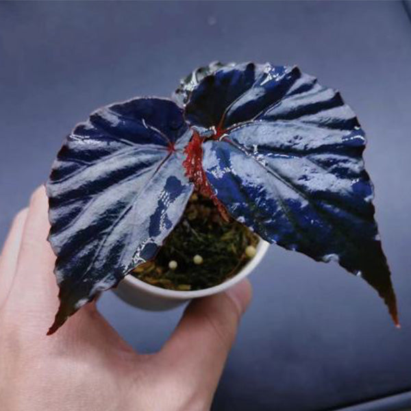 Begonia sp Tenuyuk Kalimantan Barat
