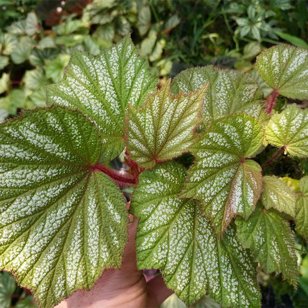 Begonia Sp (White)