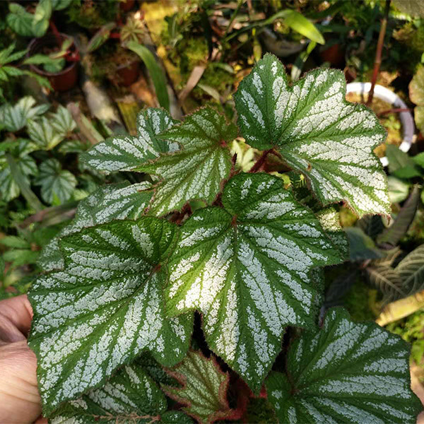 Begonia Sp (White)