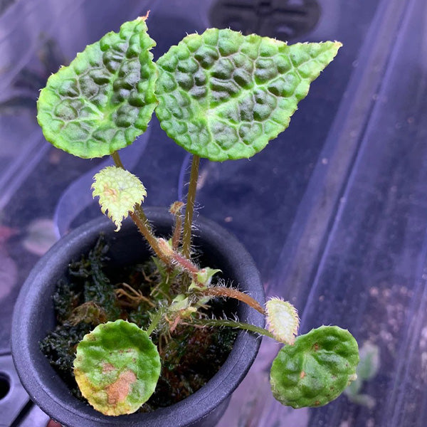 Begonia (staudtii x microsperma)