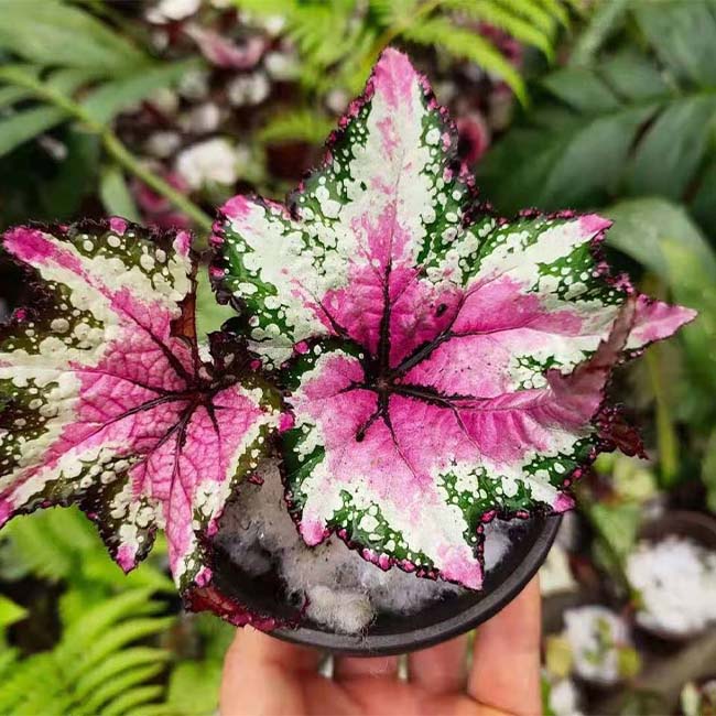 Begonia T Rex™ ‘St Nick’ (Begonia rex hybrid)