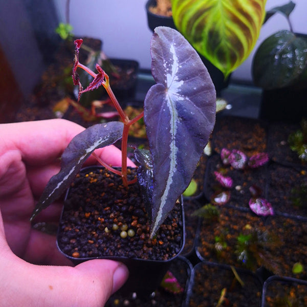 Begonia Variabilis Fluo