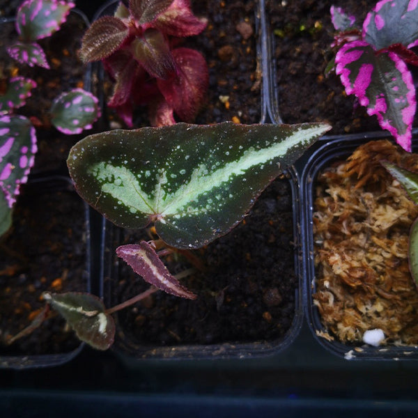 Begonia Variabilis Fluo