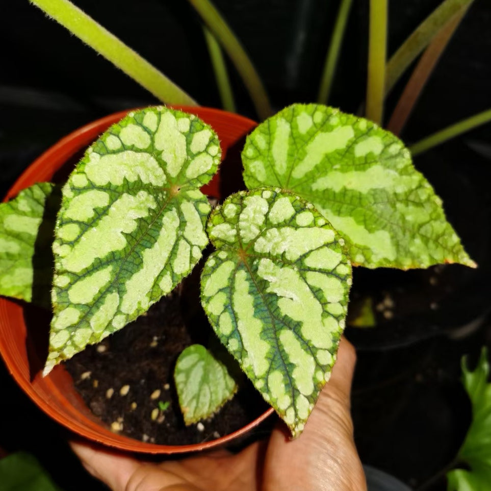 Begonia Xanthina ' Dark Shadows '
