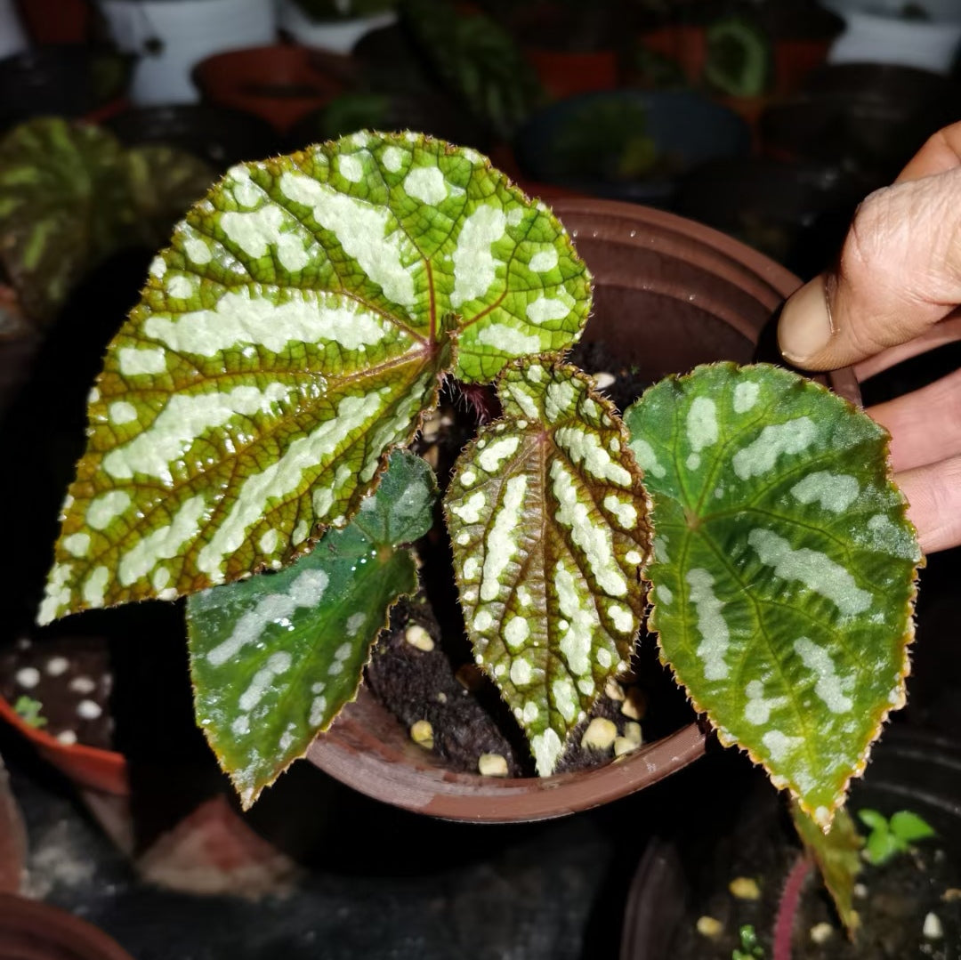 Begonia Xanthina ' Dark Shadows '