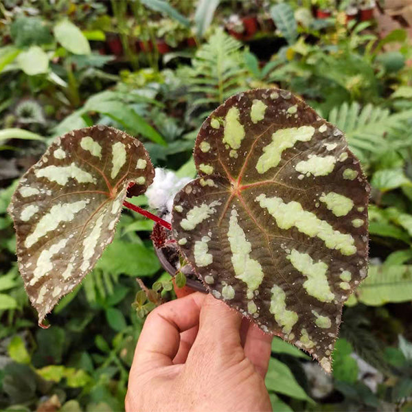 Begonia Xanthina ' Dark Shadows '