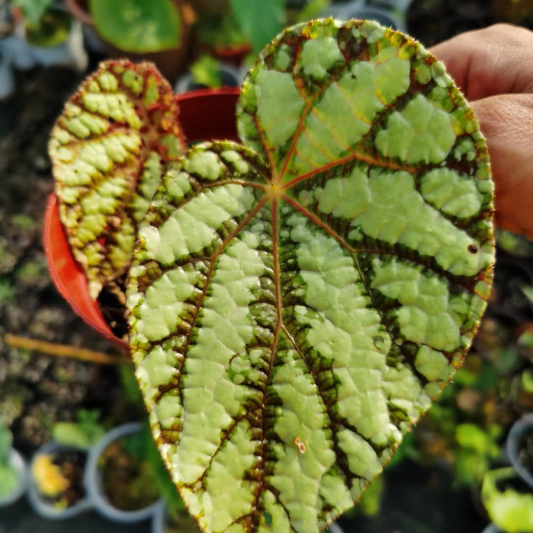 Begonia Xanthina ' Dark Shadows '