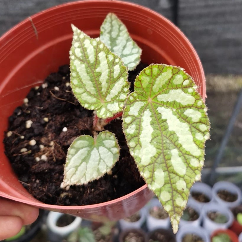 Begonia Xanthina ' Dark Shadows '