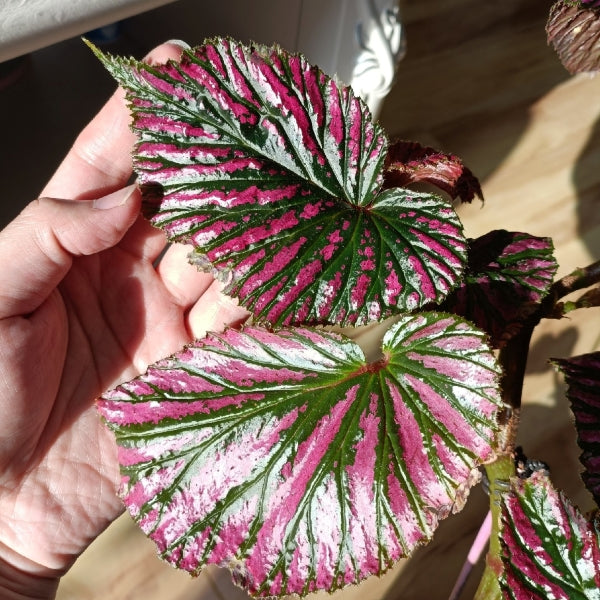 Begonia 'Exotica' (Begonia brevirimosa subsp.)