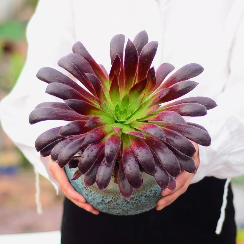 black succulent plant Black Magic(Aeonium) for Sale