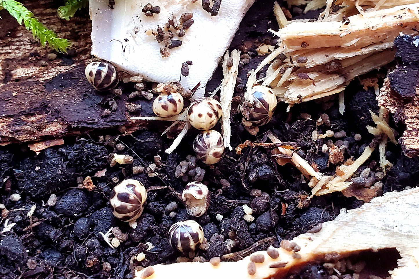 Black Spots (Rhopalomeris sp.)