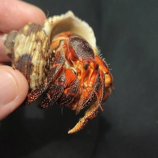 Black Strawberry Hermit Crab ( Coenobita perlatus )