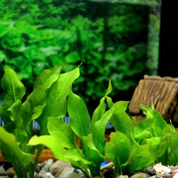 Echinodorus grisebachii Bleherae