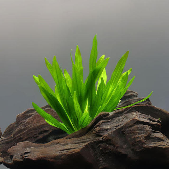 Echinodorus grisebachii Bleherae