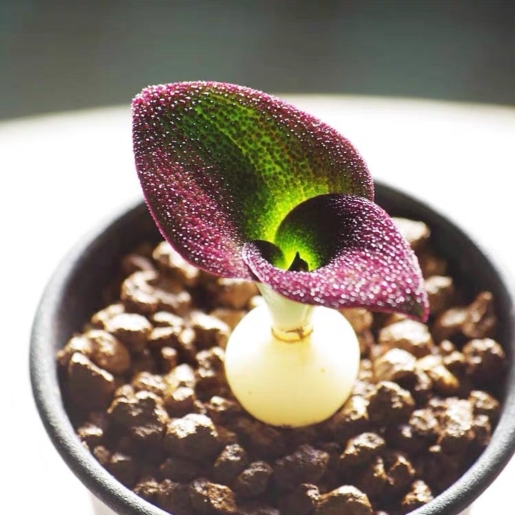 Blistered massonia (Massonia pustulata)