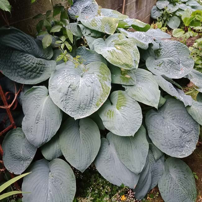 Blue Angel Hosta ( Hosta sieboldiana )