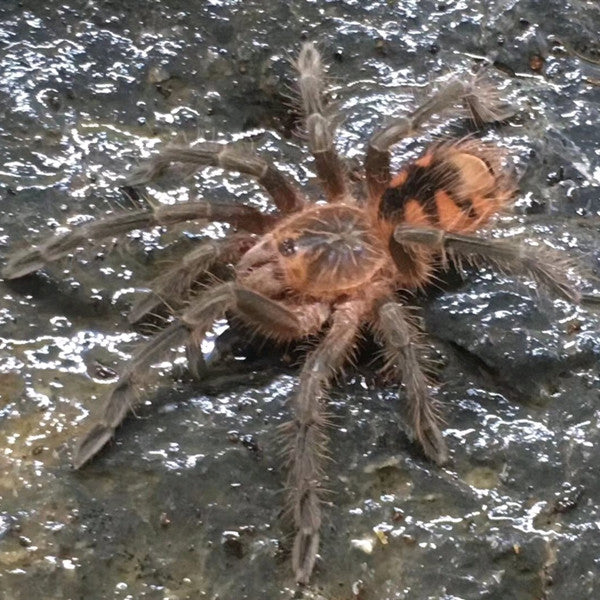 Blue Bloom Tarantula (Pamphobeteus sp nigricolor)
