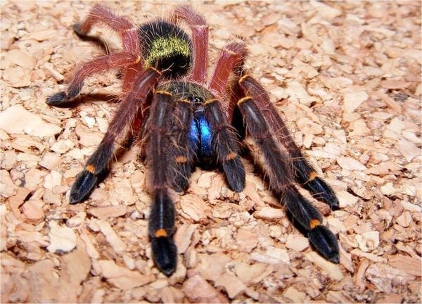 Blue Fang Skeleton Tarantula (Ephebopus cyanognathus)