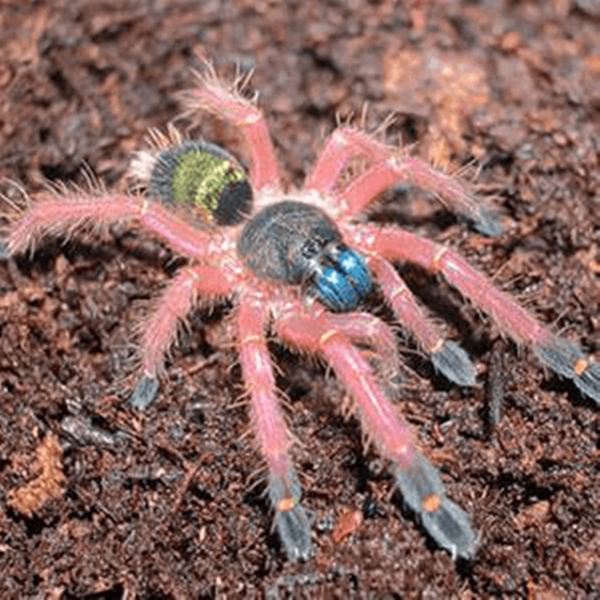 Blue Fang Skeleton Tarantula (Ephebopus cyanognathus)
