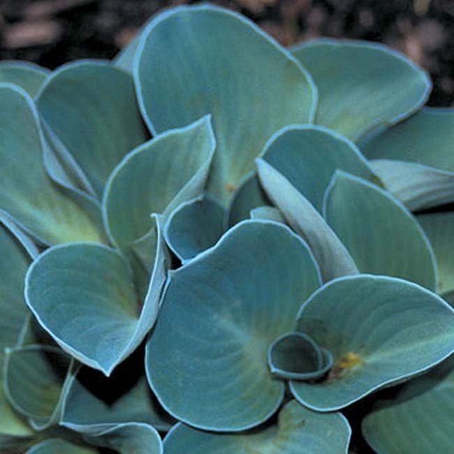 Blue Mouse Ears Hosta