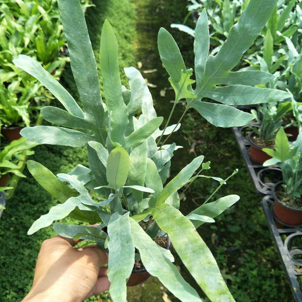 Blue Star Fern (Phlebodium aureum)