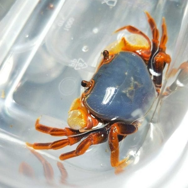 Warrior Crab Shenzhen (Nanhaipotamon aculatum)