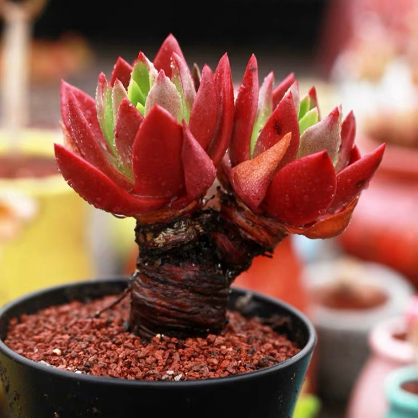 dudleya farinosa succulents Bluff lettuce(Dudleya farinosa)