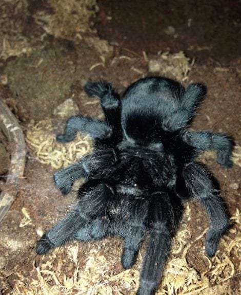 Black Tarantula (Grammostola pulchra)