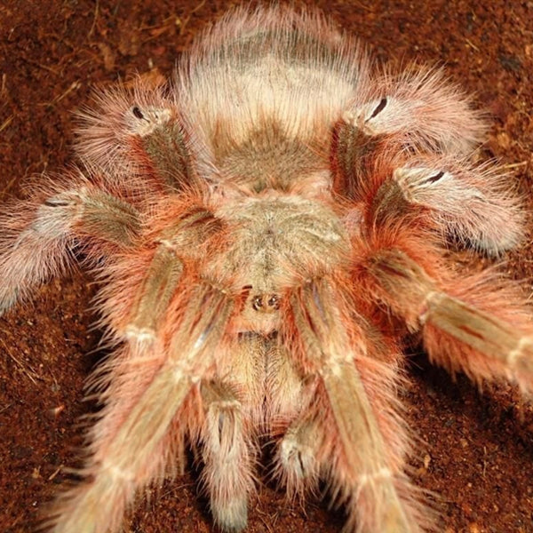 Giant Blonde Tarantula (Nhandu tripeppii)