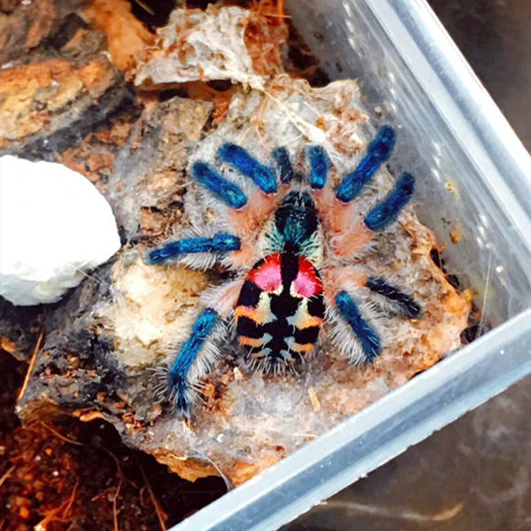 Jewel Tarantula (Typhochlaena seladonia)