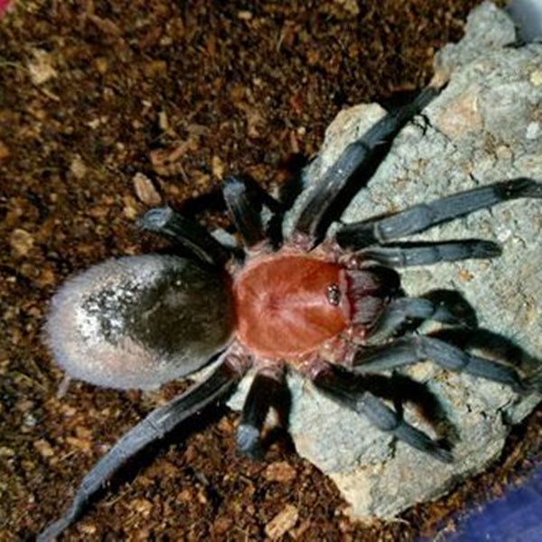 Redhead Tarantula (Bumba horrida)