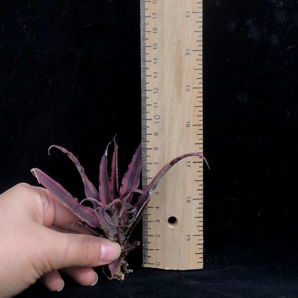 Bromeliad ( Cryptanthus bivittatus ' Red Ribbons ' )