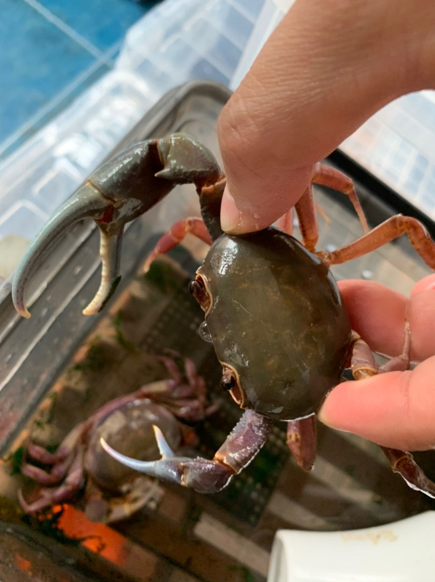Brown Pirate Crab (Hainanpotamon daiae)