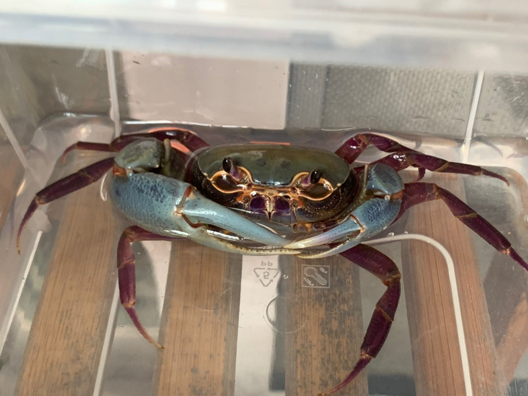 Brown Pirate Crab (Hainanpotamon daiae)