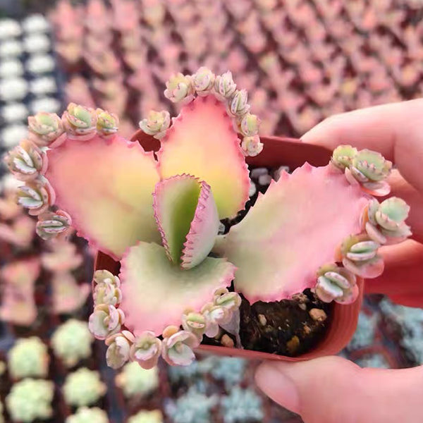 Mother of Thousands(Kalanchoe laetivirens)