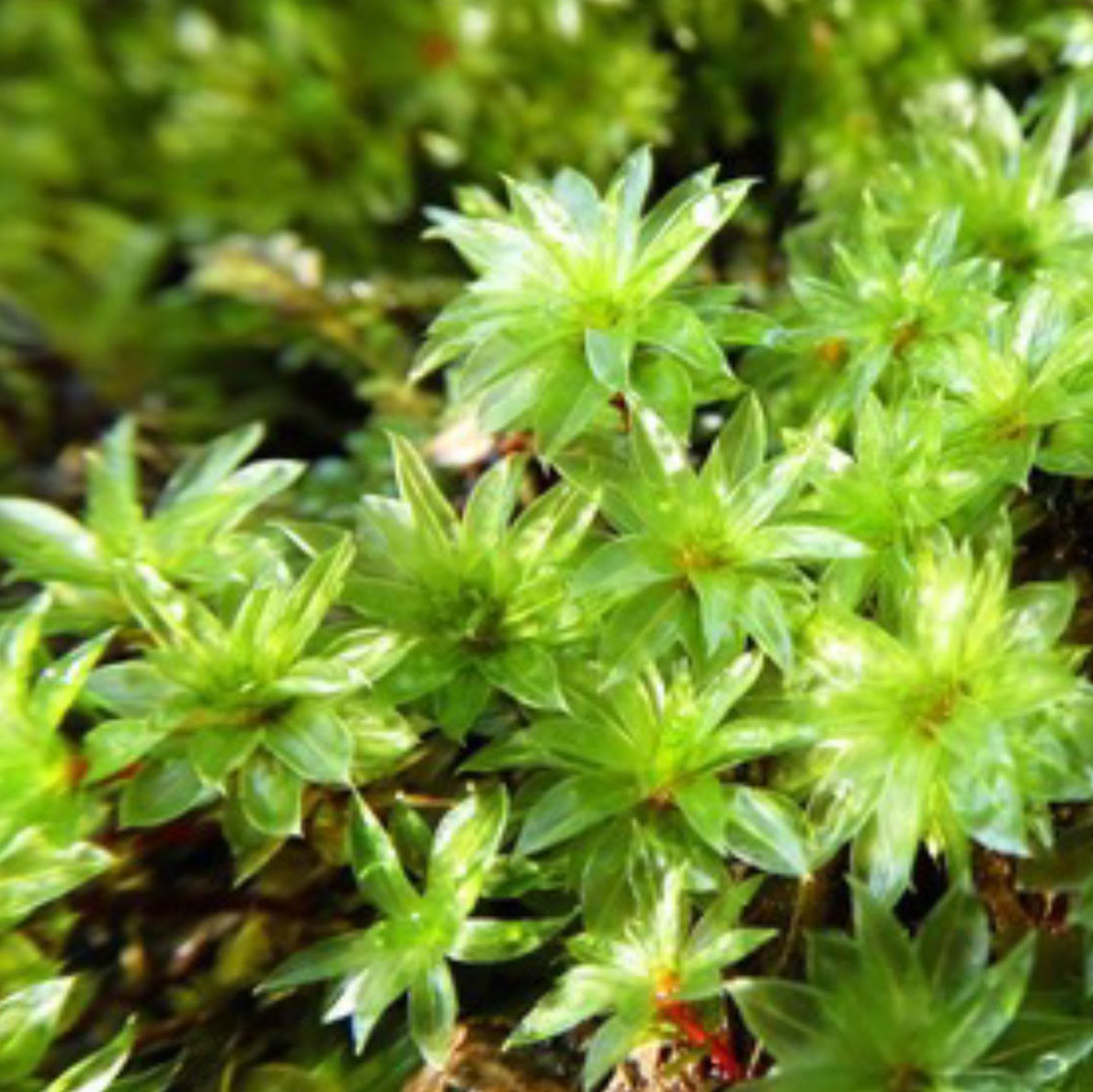 Bryum billardieri