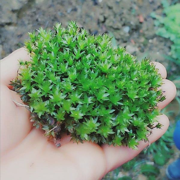 Bryum billardieri