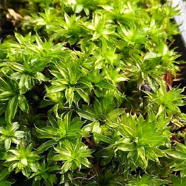 Bryum billardieri