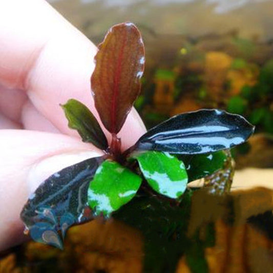 Bucephalandra kir royale