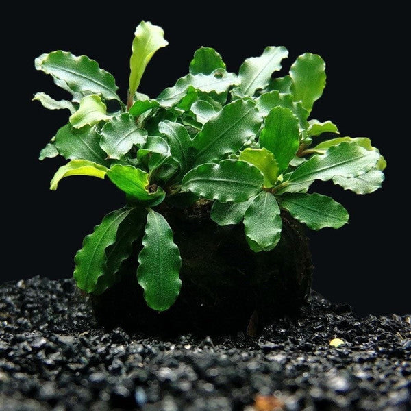 Bucephalandra sp. Cobalt Blue